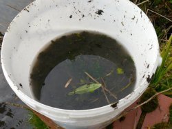 A murky sample of river water downstream of the sewage treatment works